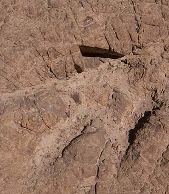 Visita el parque jurásico de Querullpa, con huellas de animales prehistóricos.